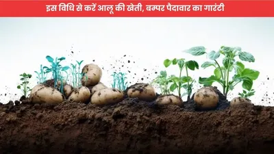 potato cultivation  इस विधि से करें आलू की खेती  बम्पर पैदावार का गारंटी