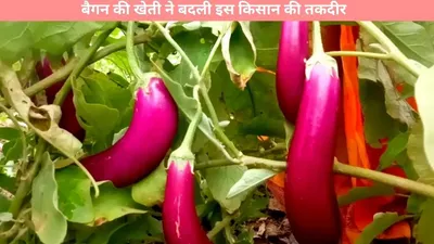 eggplant cultivation  बैगन की खेती ने बदली इस किसान की तकदीर  कमाई सुनकर होगी हैरानी