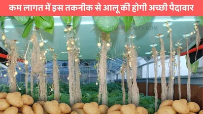 potato farming  कम लागत में इस तकनीक से आलू की होगी अच्छी पैदावार  किसान भाइयों की हो जाएगी मौज