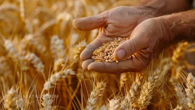 new wheat variety  गेंहु की ये किस्म देती है 100 क्विंटल प्रति हेक्टेयर की पैदावार  किसान भाइयों की हो जाएगी मौज