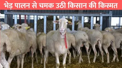 sheep farming  भेड़ पालन से चमक उठी किसान की किस्मत  इस नस्ल की भेड़ से तगड़ी है कमाई 