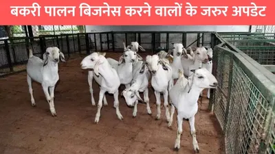 goat farming  बकरी पालन बिजनेस करने वालों के जरुर अपडेट  इन बातों का रखे खास ध्यान