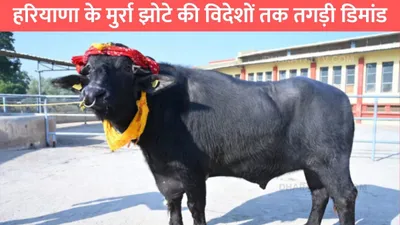 murra bull  हरियाणा के मुर्रा झोटे की विदेशों तक तगड़ी डिमांड  ro के पानी से नहाता है ये झोटा