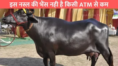 इस नस्ल की भैंस नही है किसी atm से कम  हर रोज देती है 23 लीटर का दूध