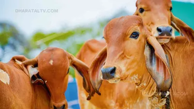 tharparkar cow  राजस्थान के किसानों के लिए वरदान से कम नही है ये भैंस  कम खर्चे में कर सकते है तगड़ी कमाई