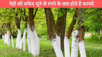 tree white paint  पेड़ों को सफेद चूने से रंगने के क्या होते है फायदे  जाने पौधों को क्या होता है इसका फायदा