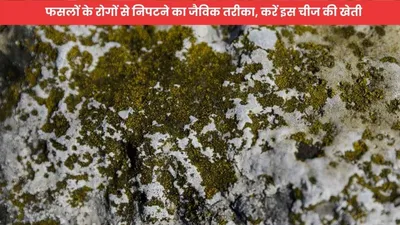 fungal cultivation  फसलों के रोगों से निपटने का जैविक तरीका  करें इस चीज की खेती