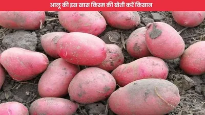 agriculture news  आलू की इस खास किस्म की खेती करें किसान  महज इतने दिनों में हो जाओगे मालामाल