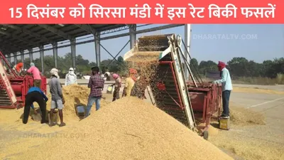 sirsa mandi bhav  15 दिसंबर को सिरसा मंडी में इस रेट बिकी फसलें  जान लो ताजा मंडी भाव