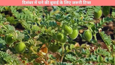 gram cultivation  दिसंबर में चने की बुवाई के लिए जरूरी टिप्स  किसान भी इन बातों पर करें गौर  होगी खूब पैदावार