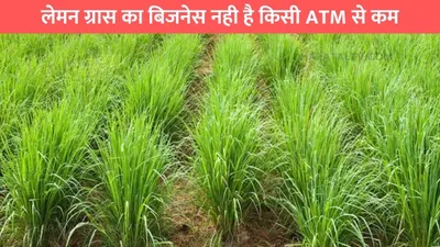 business idea  लेमन ग्रास का बिजनेस नही है किसी atm से कम  एकबार लगाकर कर सकते है मोटी कमाई