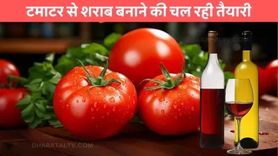 tomatoes wine  टमाटर से शराब बनाने की चल रही तैयारी  किसान भाइयों को होगा सीधा फायदा