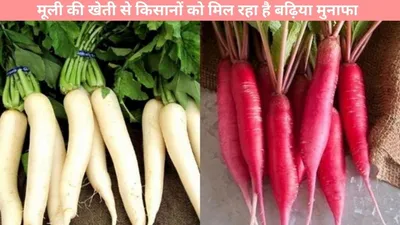 radish cultivation  मूली की खेती से किसानों को मिल रहा है बढ़िया मुनाफा  अपना रहे यह तकनीक  जानें