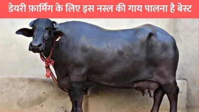 animal husbandry  डेयरी फ़ार्मिंग के लिए इस नस्ल की गाय पालना है बेस्ट  कमाई जानकर हो जाएंगे शॉक