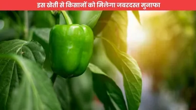 kheti  इस खेती से किसानों को मिलेगा जबरदस्त मुनाफा  योगी सरकार दे रही है 75  अनुदान