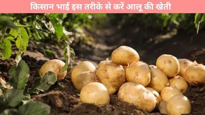 potato cultivation   किसान भाई इस तरीके से करें आलू की खेती  कमाई होगी जमकर