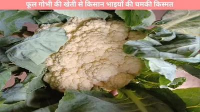 cauliflower cultivation  फूल गोभी की खेती से किसान भाइयों की चमकी किस्मत  अब कमा रहे लाखों  जानें कैसे 