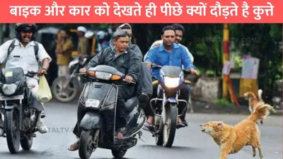 why dogs chase bikes or car  बाइक और कार को देखते ही पीछे क्यों दौड़ते है कुत्ते  जाने इसके पीछे की असली वजह