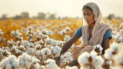 cotton price  देश में कपास की खपत बढ़ने से किसानों की मौज  कीमत में हो सकती है अच्छी बढ़ोतरी