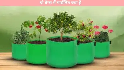 grow bags gardening  ग्रो बैग्स में गार्डनिंग क्या है  यहां जानें पूरी डिटेल्स