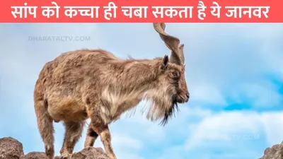 pakistan animal  सांप को कच्चा ही चबा सकता है ये जानवर  पड़ोसी देश में है राष्ट्रीय पशु