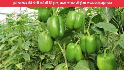 agriculture news  इस फसल की खेती करेगी निहाल  कम लागत में होगा छप्परफाड़ मुनाफा