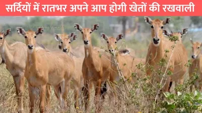 tips for nilgai crop safe  सर्दियों में रातभर अपने आप होगी खेतों की रखवाली  50 रुपए के जुगाड से आवारा पशु रहेंगे दूर