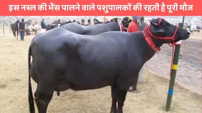 surti buffalo  इस नस्ल की भैंस पालने वाले पशुपालकों की रहती है पूरी मौज  बाल्टी भर भरके देती है दूध