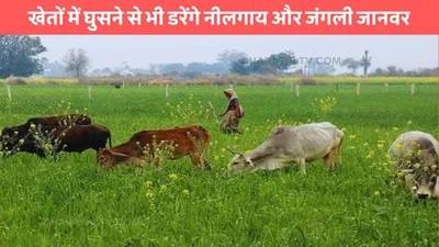 agriculture news  खेतों में घुसने से भी डरेंगे नीलगाय और जंगली जानवर  बस कर लेना ये काम