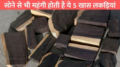 most expensive wood  सोने से भी महंगी होती है ये 5 खास लकड़ियां  कीमत इतनी की सुनकर आएगा चक्कर