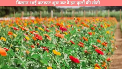 flower cultivation  सर्दी के मौसम में फूलों की खेती चमकाएगी किस्मत  किसान भाई फटाफट शुरू कर दें इन फूलों की खेती