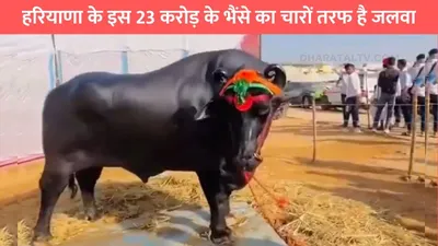 anmol buffalo  हरियाणा के इस 23 करोड़ के भैंसे का चारों तरफ है जलवा  मालिक को हर महीने होती है लाखों में कमाई