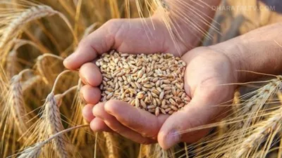 new variety of wheat  गेंहु की बंपर पैदावार के मामले में ये किस्म है सबसे बेस्ट  एक हेक्टेयर 78 क्विंटल तक की पैदावार