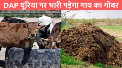 benefits of ghan jeevamrit  dap यूरिया पर भारी पड़ेगा गाय का गोबर  इस तरीके से घर पर तैयार करे खाद