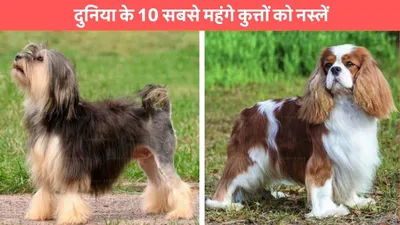 dog breeds  दुनिया के 10 सबसे महंगे कुत्तों को नस्लें  कीमत सुनकर तो उड़ जाएंगे तोते