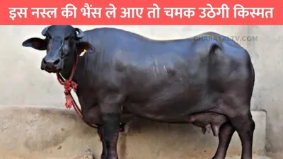 buffalo farming  इस नस्ल की भैंस ले आए तो चमक उठेगी किस्मत  हर रोज देगी इतने लीटर दूध